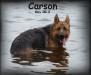 Carson swimming
