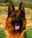 Imagenes de Balto De Haus Lolin