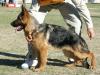 Imagenes de Balto De Haus Lolin