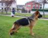 Imagenes de Balto De Haus Lolin