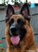 Rocky Headshot 2011
