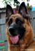 Rocky Headshot 2011