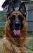 Rocky Headshot 2011