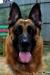Rocky Headshot 2011