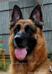 Rocky Headshot 2011