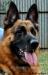 Rocky Headshot 2011