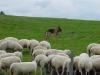 ike narrow graze