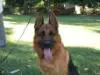 Head shot
