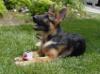 Puppy picture