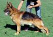 Foto Balto