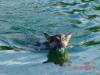 swimming