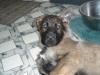 baby puppy shot