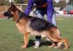 Margman Demon Stand 18 months old