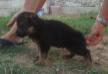 Falco Noster Amicus son-4 week's old