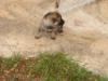 puppy9