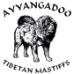 Ayyangadoo Tibetan Mastiffs Kennel