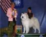 Green Mtn Dog Club BOB - Judge Ms. Thornton