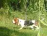 basset hound