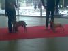 Lola Paris Dog Show