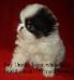 japanese chin 45 day