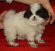 Japanese chin 45 day