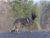 Arkane in Sequim fall 2007