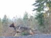 Arkane in Sequim fall 2007