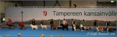 Dog Shows