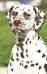 Tsvetok Apsny Dandy Superstar