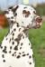 Tsvetok Apsny Dandy Superstar