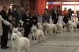 Brussels dogshow 2011