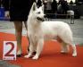 Brussels dogshow 2011