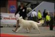 Brussels dogshow 2011