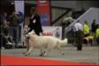 Brussels dogshow 2011