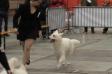 Brussels dogshow 2011
