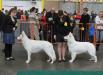 Mouscron dogshow - 1 Excellent, Best male CAC/IB, 