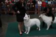 Mouscron dogshow - 1 Excellent, Best male CAC/IB, 