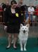 Mouscron dogshow