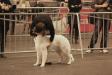 Feb '12 - Flanders dogshow