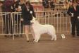 Feb '12 - Flanders dogshow