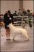 Feb '12 - Flanders dogshow