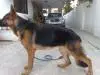 Pictures of Roxxy(Aristian Hof Vom Danischen H..).