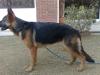 Pictures of Roxxy(Aristian Hof Vom Danischen H..).