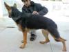 Pictures of Roxxy(Aristian Hof Vom Danischen H..).
