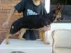 Pictures of Roxxy(Aristian Hof Vom Danischen H..).