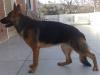 Pictures of Roxxy(Aristian Hof Vom Danischen H..).