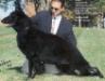 Kolbrook's Bear of Woodhaven