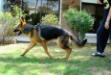Roxxy in motion