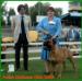 Polish Molosser Club Show - Junior Club Winner, BOB, Junior BIS