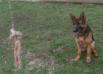 Jassa Noster Amicus 11 months old at training